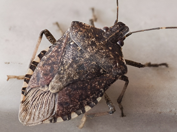 Brown Marmorated Stink Bug  - Safeguarding  - Brown Marmorated Stink Bug  