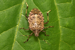 Stink Bug Season - September to April 2020 / 2021