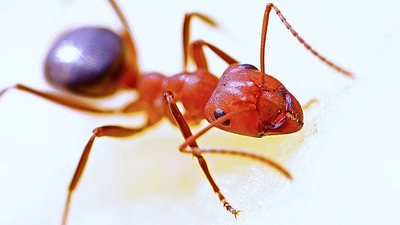 Red fire ants - Biosecurity - Import Regulations Australia